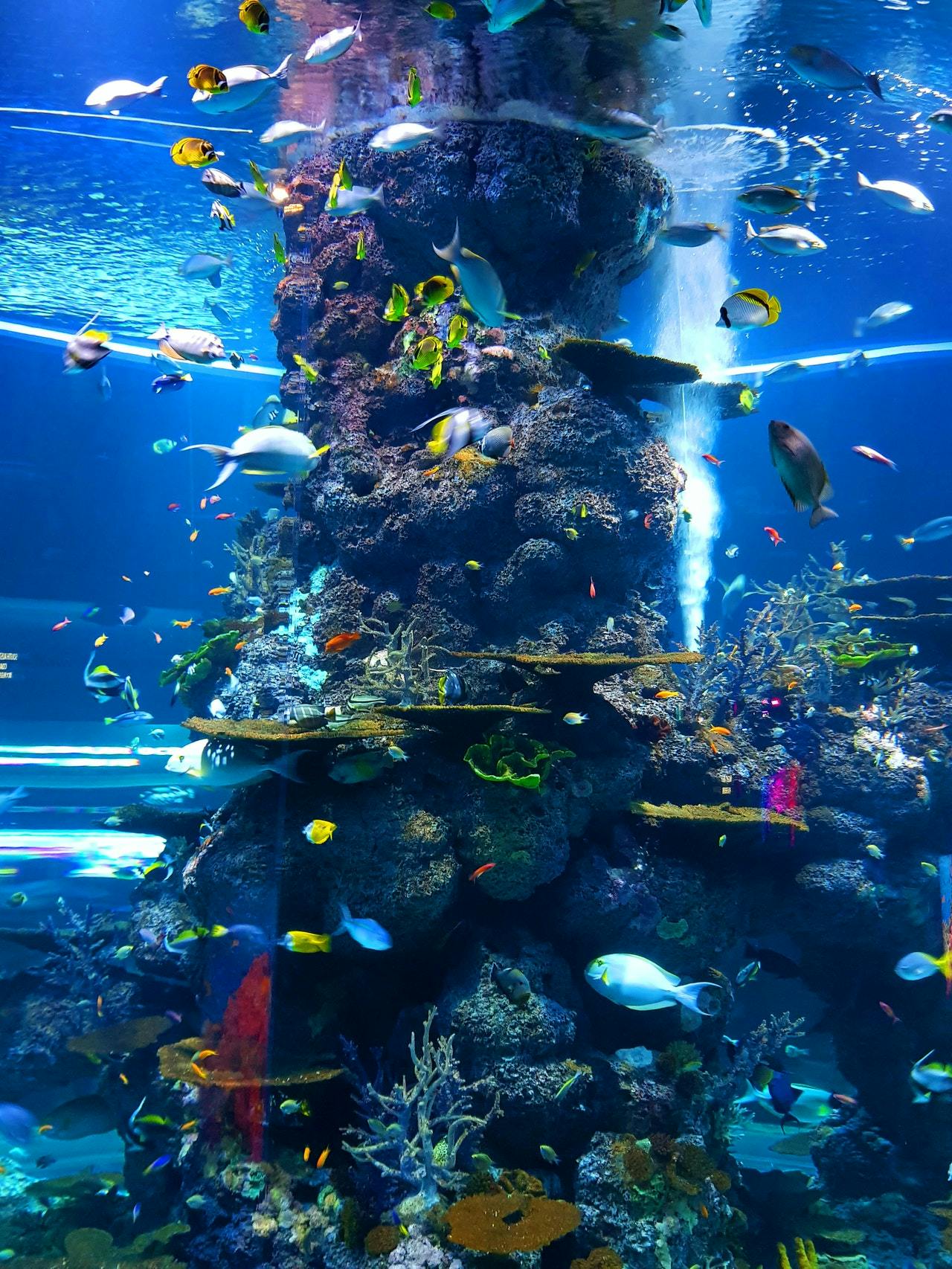 Get Atlantis Aquarium Madrid Tickets ‘2021’ Exclusive Offers & Deals