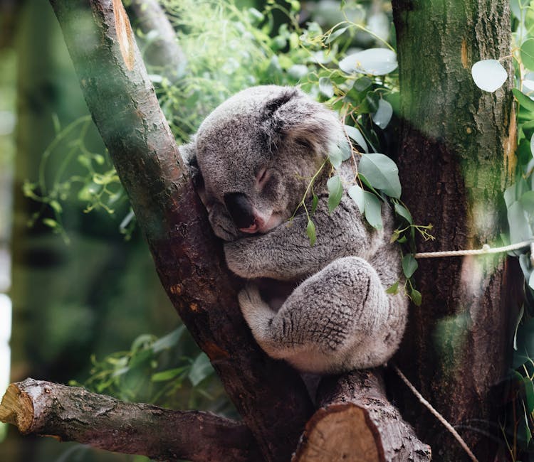 Featherdale Wildlife Park Animal Encounters
