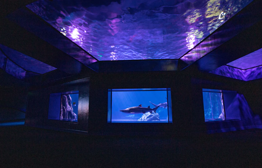 Georgia Aquarium Sharks Exhibit