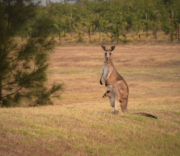 Featherdale Wildlife Park Animal Encounters