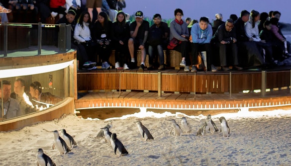 Penguin Parade Phillip Island