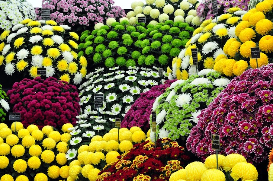 Hampton Court- Flower Show