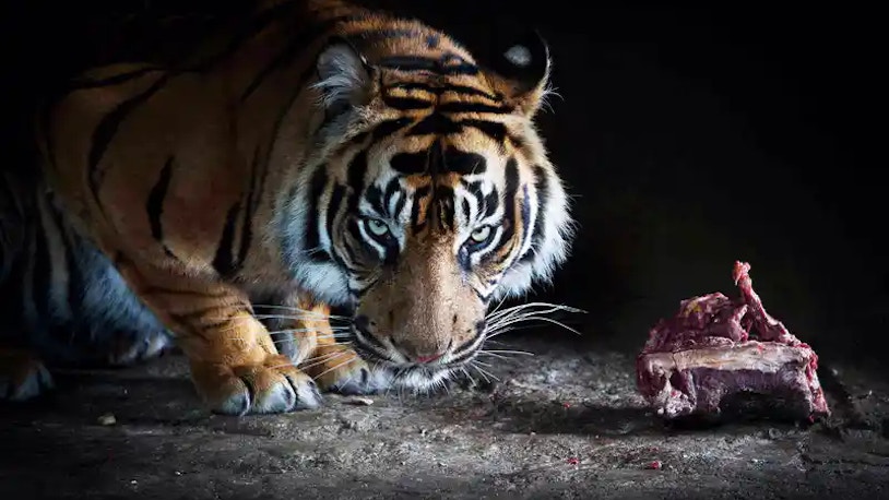 night safari and zoo Night Safari Singapore Tickets