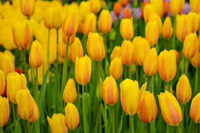 Gelbrote Tulpen im Keukenhof