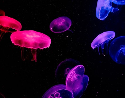 mostra di meduse - acquario di siviglia
