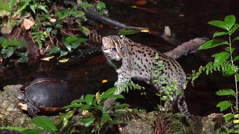 night safari and zoo Night Safari Singapore Tickets