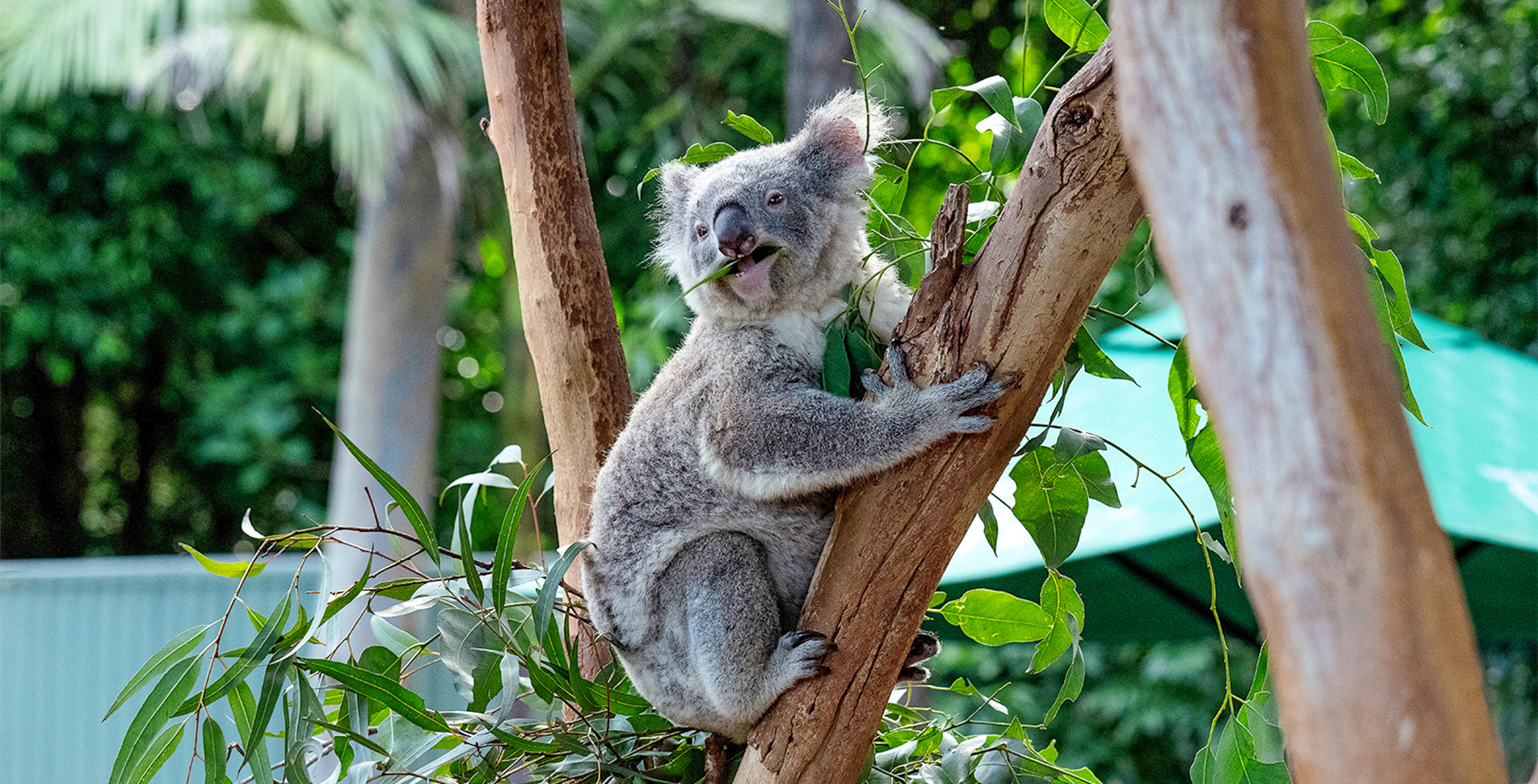 Featherdale Wildlife Park