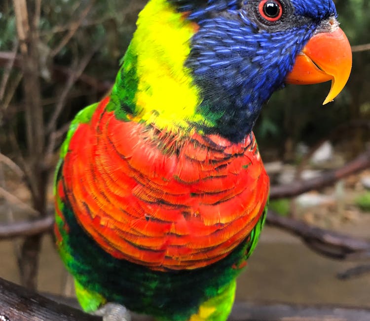 Featherdale Wildlife Park Animal Encounters