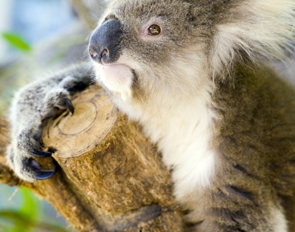 Maru Koala & Animal Park tickets
