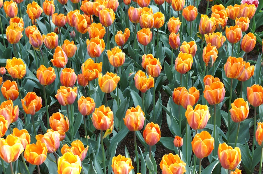 visit keukenhof
