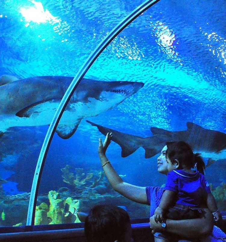 Book Klcc Aquarium Tickets 2021