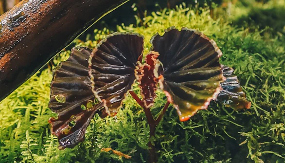Gardens by the Bay Opening Hours