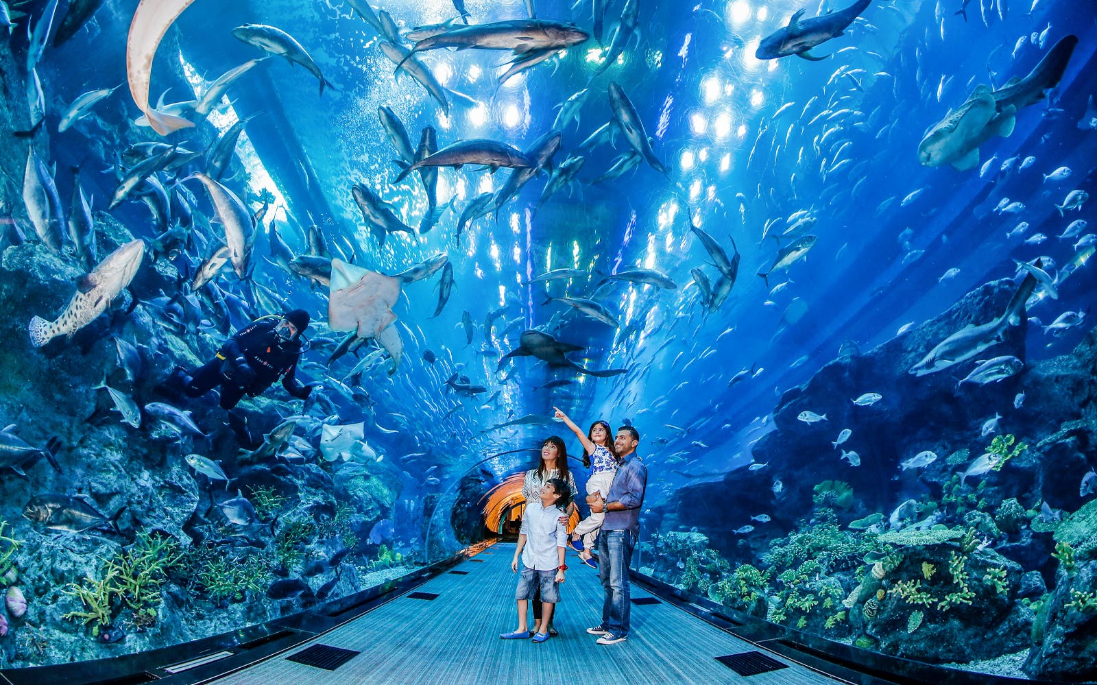 Dubai Aquarium Tickets | Save Big