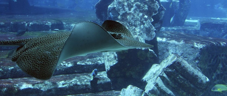 River Safari Singapore Animals