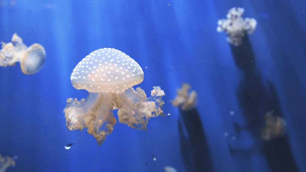Genoa Aquarium opening hours