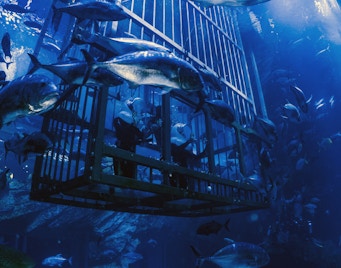 acuario y zoo submarino de dubai