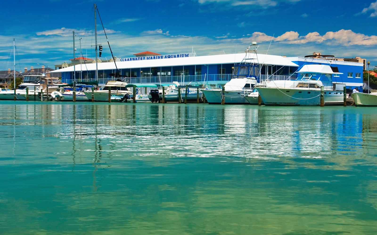 Book Clearwater Marine Aquarium Tickets Free Cancellation Mobile