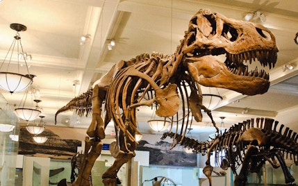 londen in augustus Natural History Museum