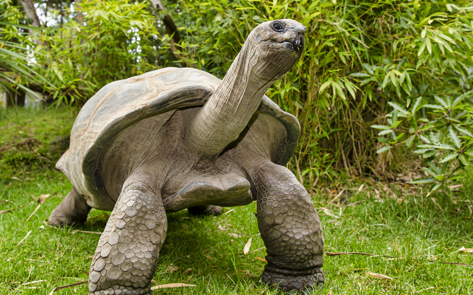 Tiket Kebun Binatang