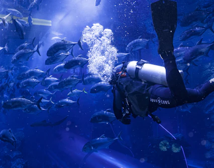 dubai aquarium & underwater zoo
