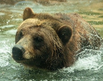 Biglietti per il Bioparco Valle degli orsi