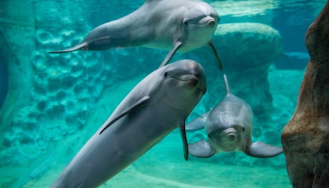 Georgia Aquarium Dolphins