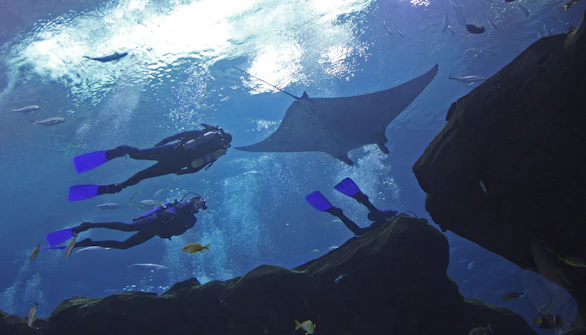 Georgia Aquarium Swim & Dive