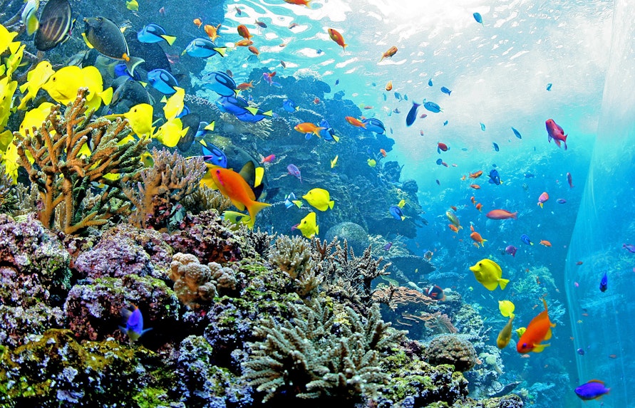 Georgia Aquarium Tropical Diver