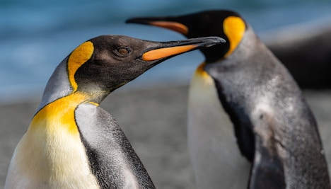 Pinguins no Aquário de Gênova