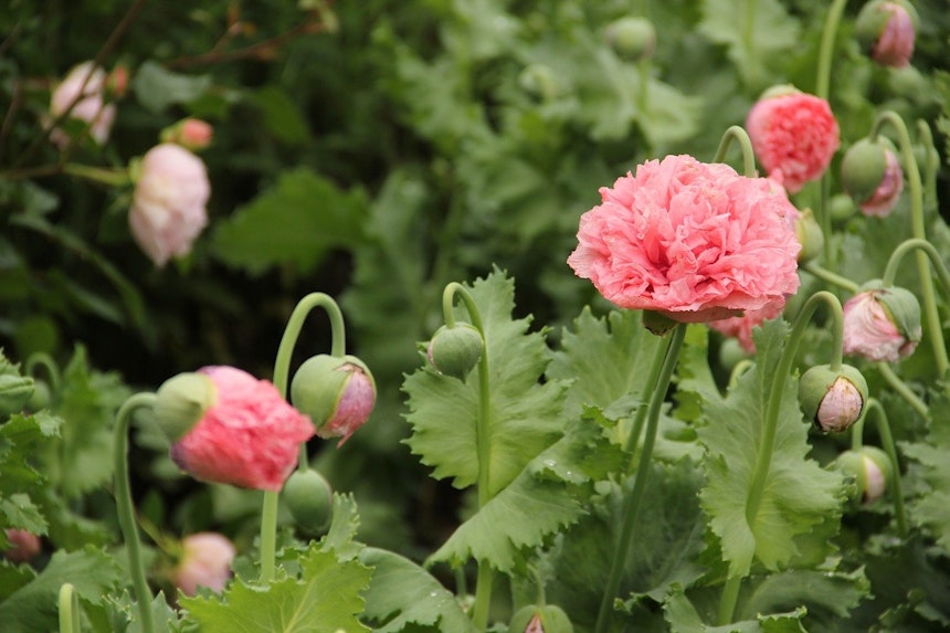Savill Garden