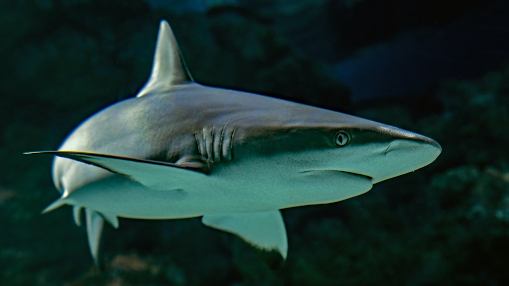 Night with Sharks at Seville Aquarium