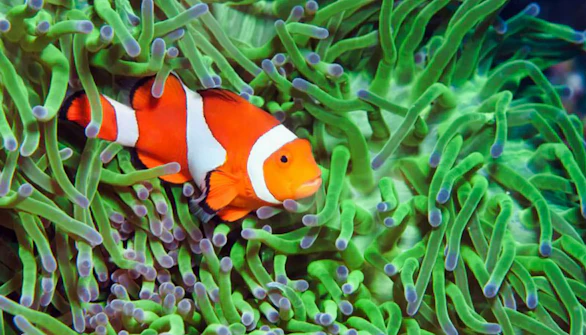 Aquaria KLCC