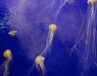 Georgia Aquarium Animals jellies Cam