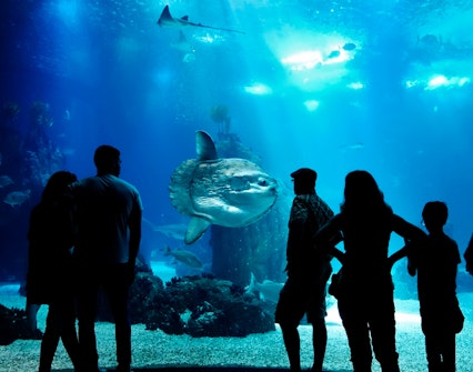 things to do in barcelona-barcelona aquarium