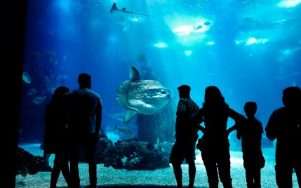 barcelona in February - barcelona aquarium