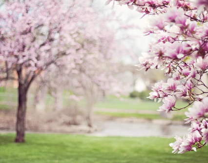 Spring