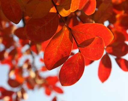 Autumn