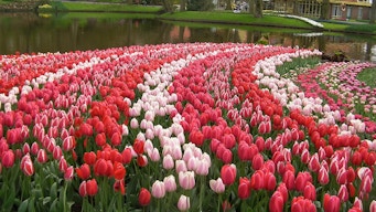 Hyacinths and Tulip Show in Keukenhof Tulip Gardens