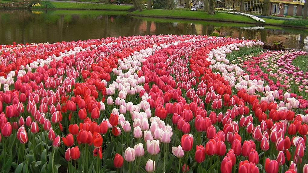 Eventos del Jardín del Tulipán de Keukenhof