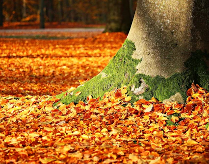 Autumn