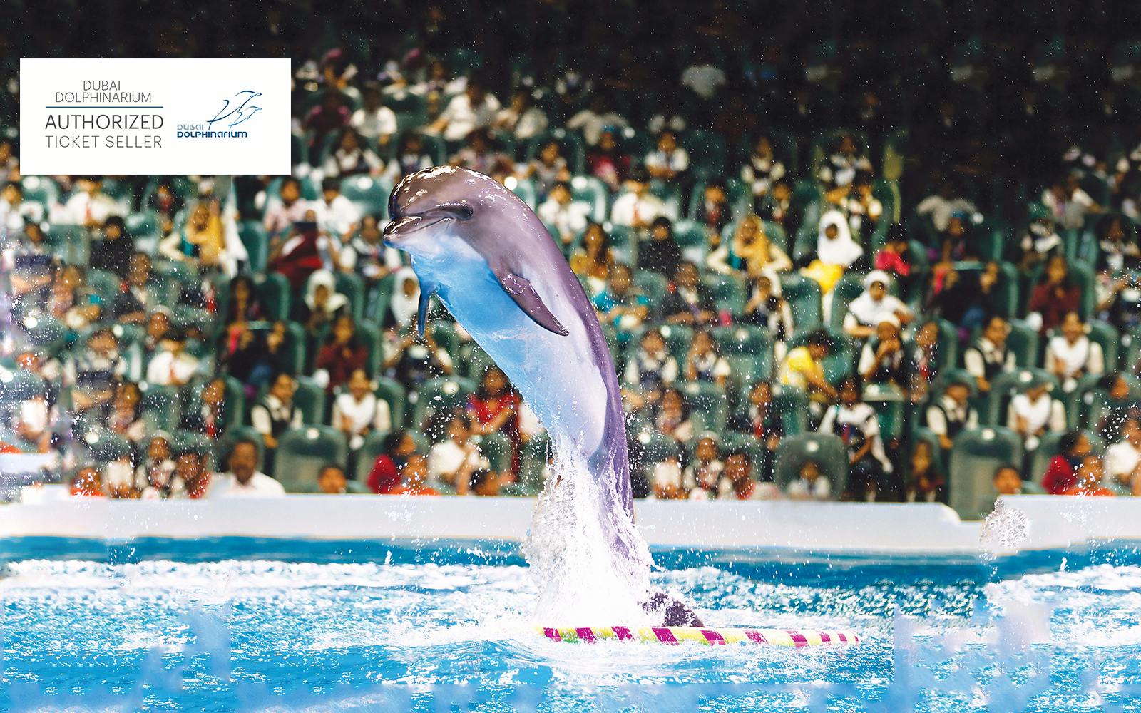 Dubai Dolphinarium Everything You Need To Know