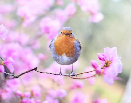 Spring