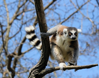 Biglietti per il Bioparco Lemuri