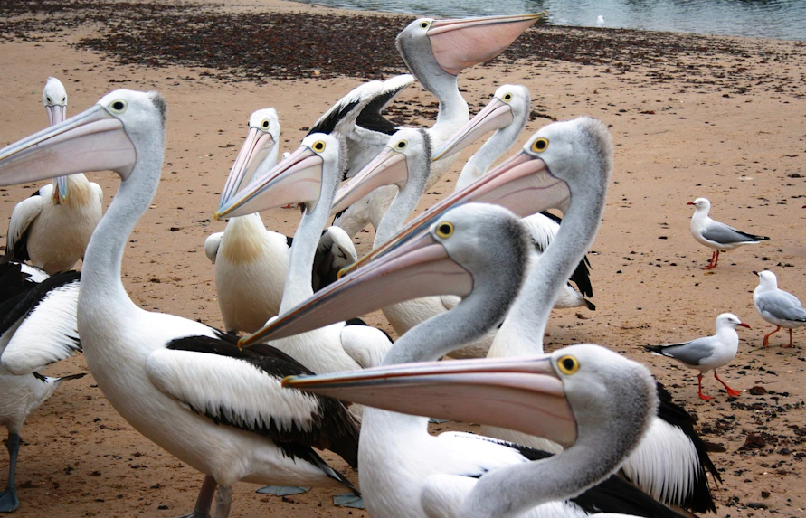things to do in phillips island
