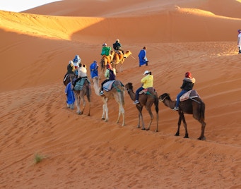 Dubai Travel Guide - Camel Rides