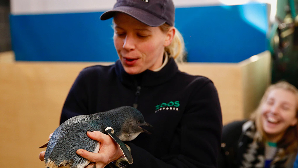 About Melbourne Zoo
