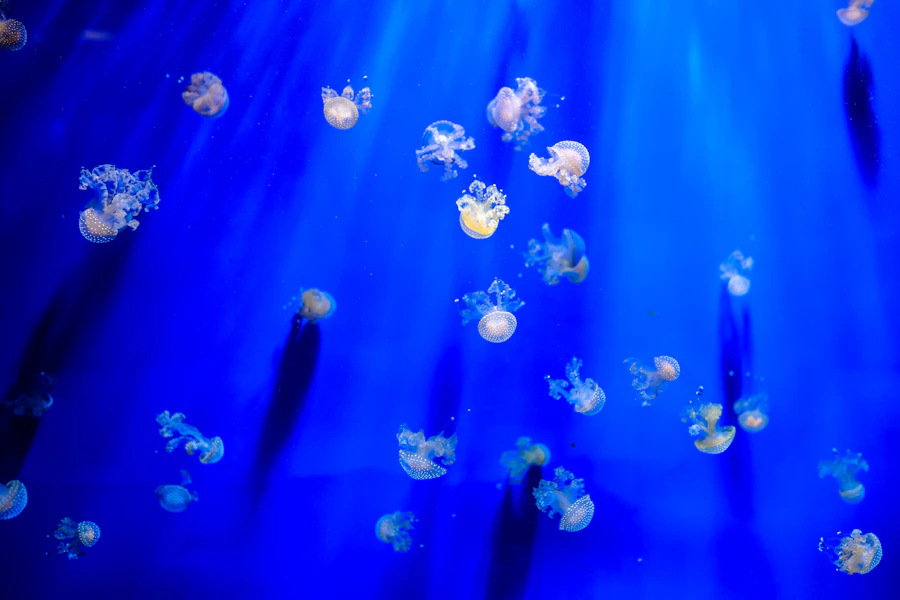 Genoa Aquarium Opening Hours
