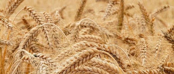 Zöliakie und glutenfreie Ernährung