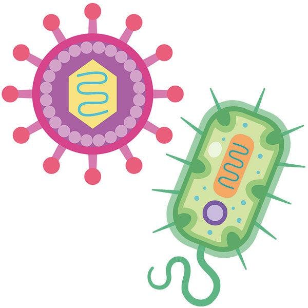 bactéries et les virus