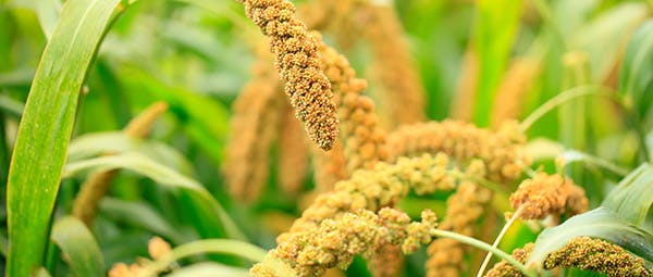 Santé des cheveux : problèmes, soins et solutions pour des cheveux sains